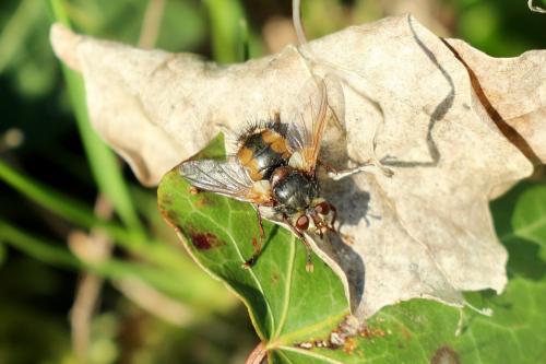 Réf. 281 752 : Tachina fera